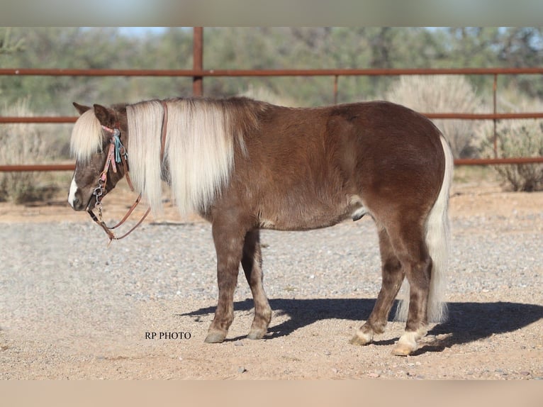 Meer ponys/kleine paarden Ruin 6 Jaar 107 cm  in Aguila
