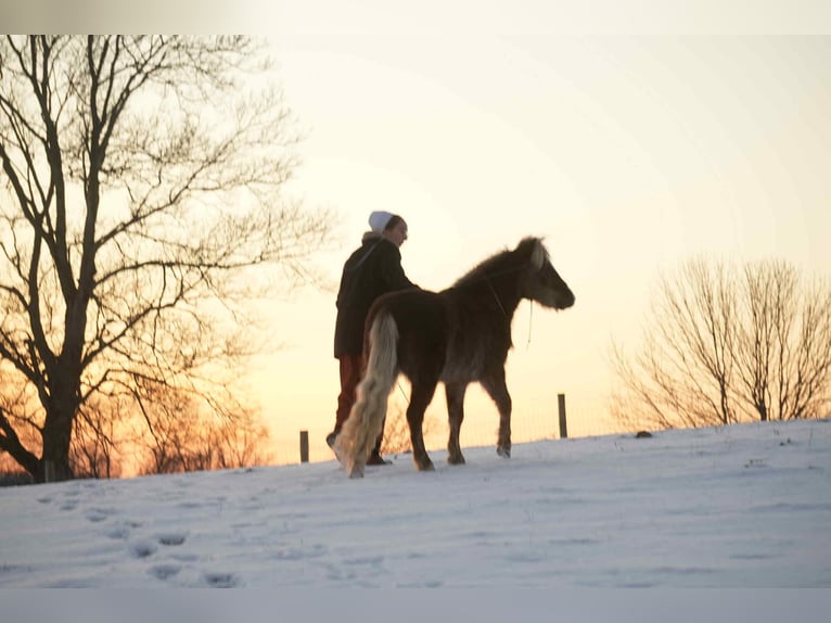 Meer ponys/kleine paarden Ruin 6 Jaar 107 cm in Fresno
