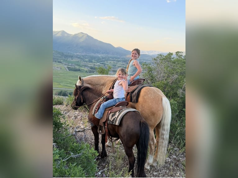 Meer ponys/kleine paarden Ruin 6 Jaar 109 cm Zwart in Heber City