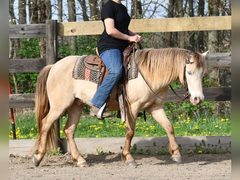 Meer ponys/kleine paarden Ruin 6 Jaar 117 cm Champagne in Strasburg