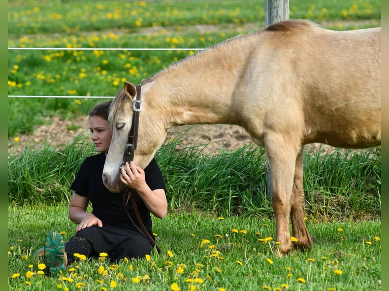 Meer ponys/kleine paarden Ruin 6 Jaar 117 cm Champagne in Strasburg