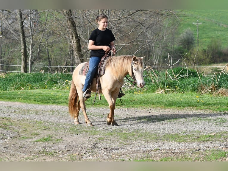 Meer ponys/kleine paarden Ruin 6 Jaar 117 cm Champagne in Strasburg