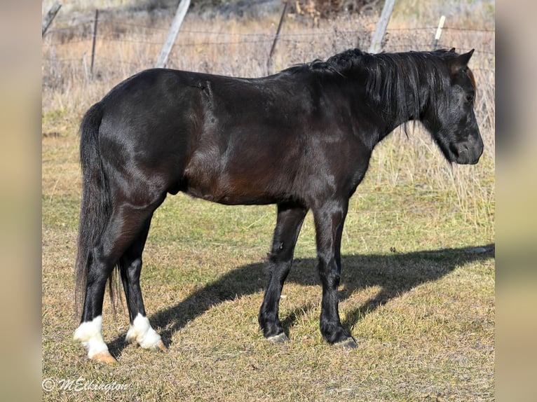 Meer ponys/kleine paarden Ruin 6 Jaar 117 cm Zwart in Rigby