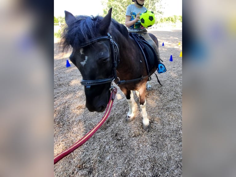 Meer ponys/kleine paarden Ruin 6 Jaar 120 cm Gevlekt-paard in Rechnitz
