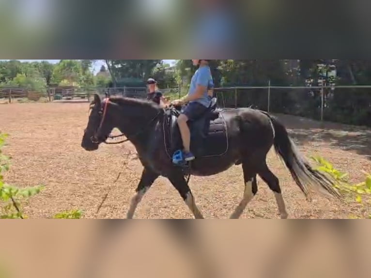 Meer ponys/kleine paarden Ruin 6 Jaar 120 cm Gevlekt-paard in Rechnitz