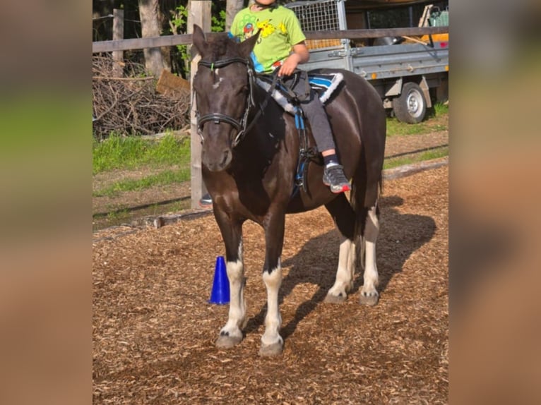 Meer ponys/kleine paarden Ruin 6 Jaar 120 cm Gevlekt-paard in Rechnitz