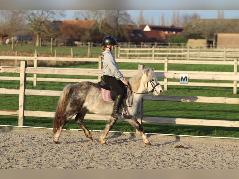 Meer ponys/kleine paarden Ruin 6 Jaar 121 cm Blauwschimmel in Bogaarden