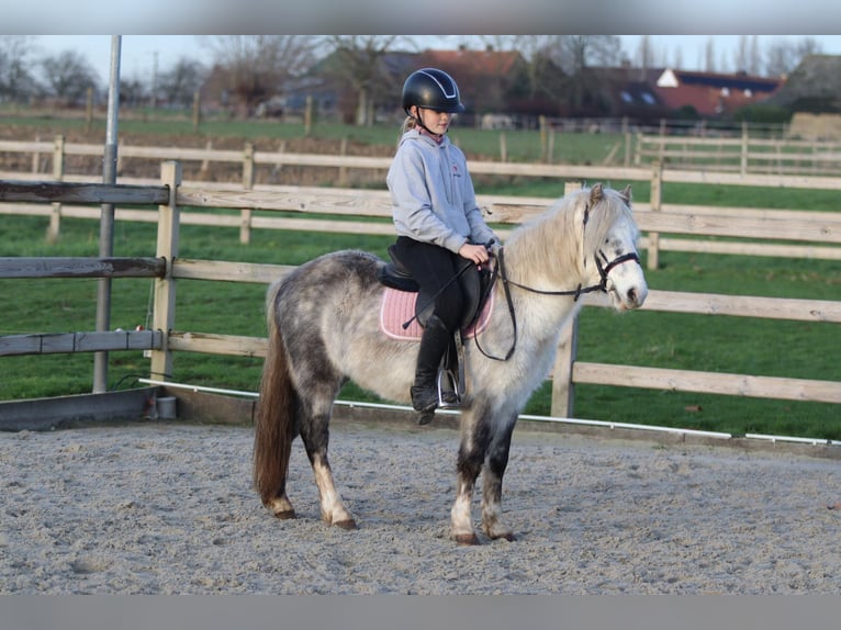 Meer ponys/kleine paarden Ruin 6 Jaar 121 cm Blauwschimmel in Bogaarden