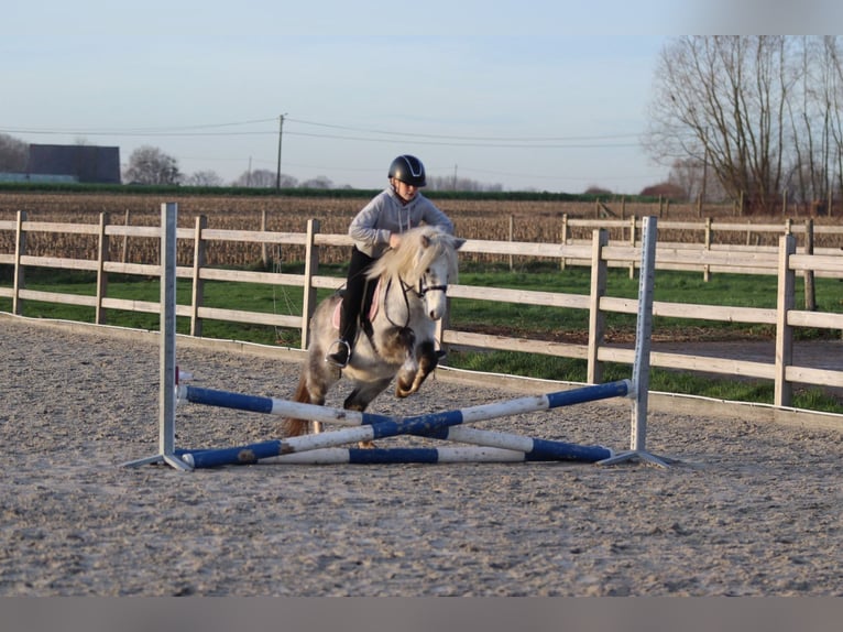 Meer ponys/kleine paarden Ruin 6 Jaar 121 cm Blauwschimmel in Bogaarden