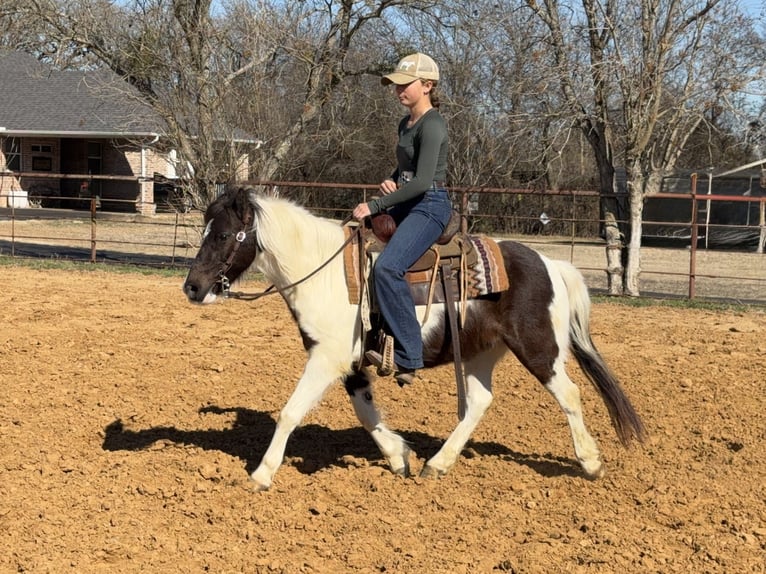 Meer ponys/kleine paarden Ruin 6 Jaar 122 cm Gevlekt-paard in Cleburne