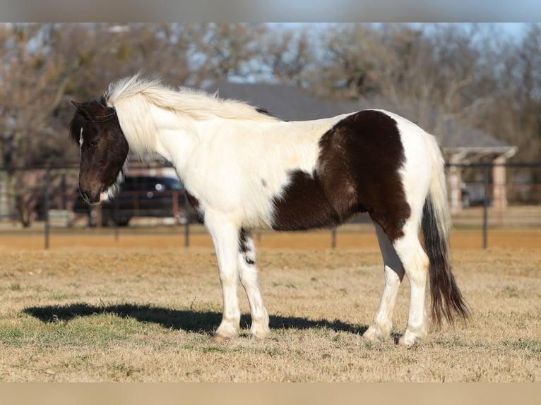 Meer ponys/kleine paarden Ruin 6 Jaar 122 cm Gevlekt-paard in Cleburne
