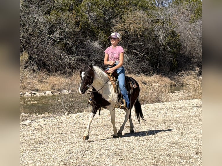 Meer ponys/kleine paarden Ruin 6 Jaar 122 cm Gevlekt-paard in Cleburne