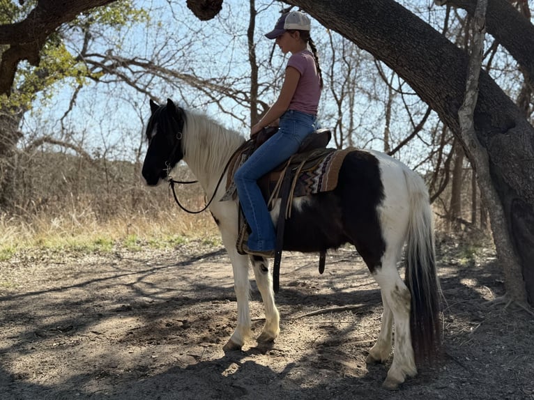 Meer ponys/kleine paarden Ruin 6 Jaar 122 cm Gevlekt-paard in Cleburne