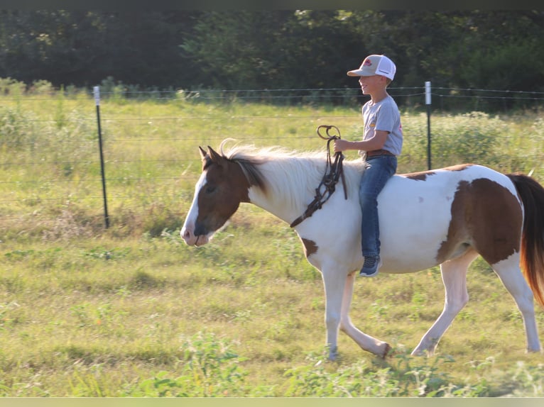 Meer ponys/kleine paarden Ruin 6 Jaar 122 cm Gevlekt-paard in De Kalb