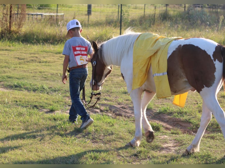 Meer ponys/kleine paarden Ruin 6 Jaar 122 cm Gevlekt-paard in De Kalb