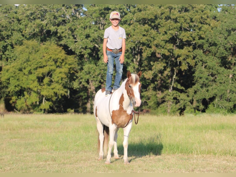 Meer ponys/kleine paarden Ruin 6 Jaar 122 cm Gevlekt-paard in De Kalb