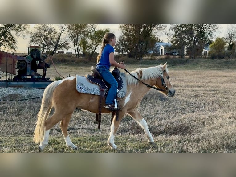 Meer ponys/kleine paarden Ruin 6 Jaar 124 cm Gevlekt-paard in Perkins