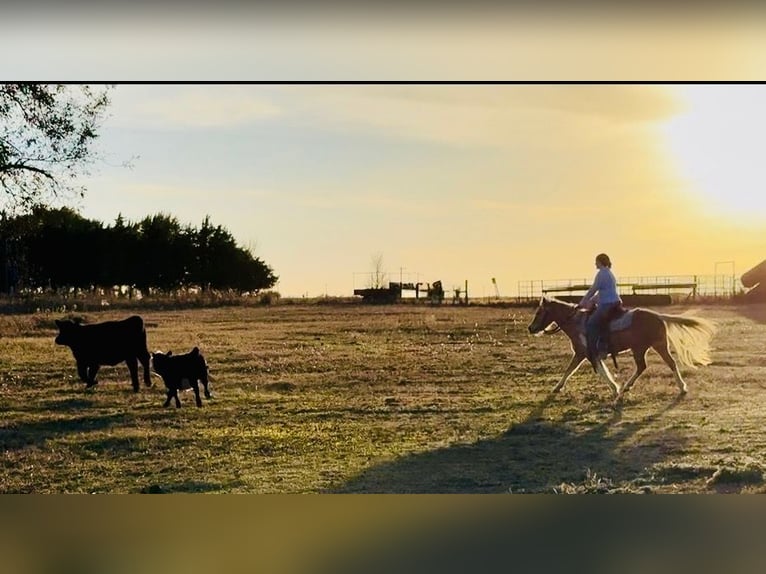 Meer ponys/kleine paarden Ruin 6 Jaar 124 cm Gevlekt-paard in Perkins