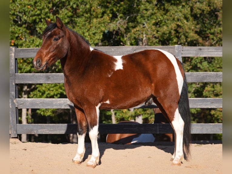 Meer ponys/kleine paarden Ruin 6 Jaar 127 cm Gevlekt-paard in Clover