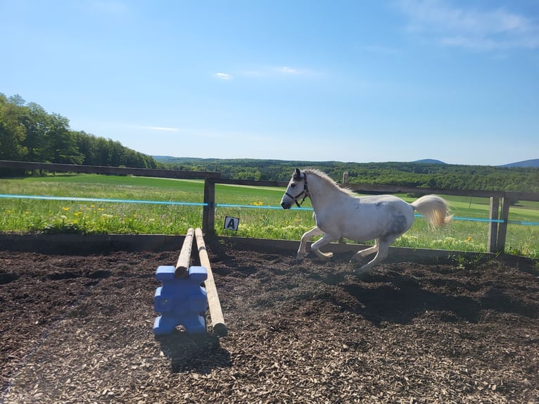 Meer ponys/kleine paarden Mix Ruin 6 Jaar 128 cm Schimmel in Heiligenkreuz