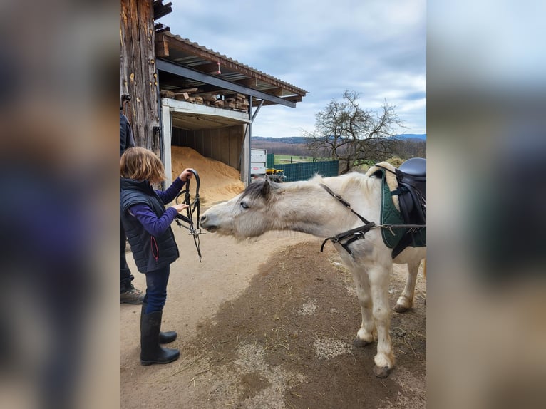Meer ponys/kleine paarden Mix Ruin 6 Jaar 128 cm Schimmel in Heiligenkreuz