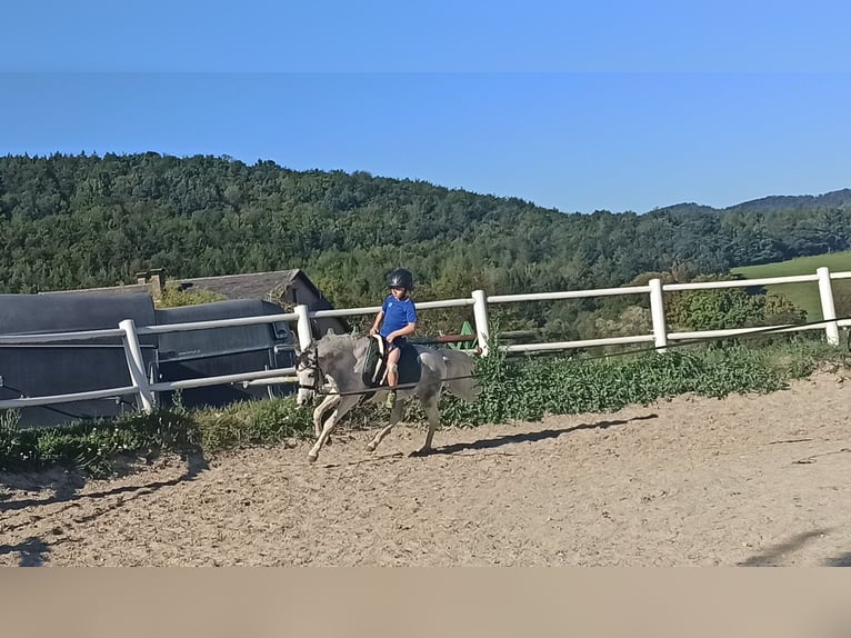 Meer ponys/kleine paarden Mix Ruin 6 Jaar 128 cm Schimmel in Heiligenkreuz