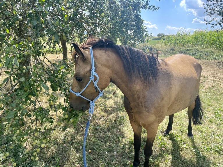 Meer ponys/kleine paarden Ruin 6 Jaar 130 cm Buckskin in Emmersdorf an der Donau