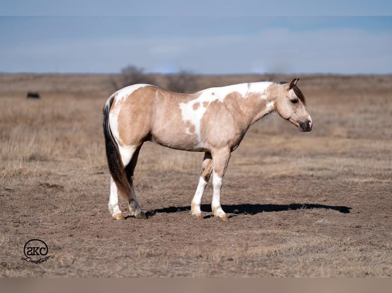 Meer ponys/kleine paarden Ruin 6 Jaar 130 cm Gevlekt-paard in Canyon