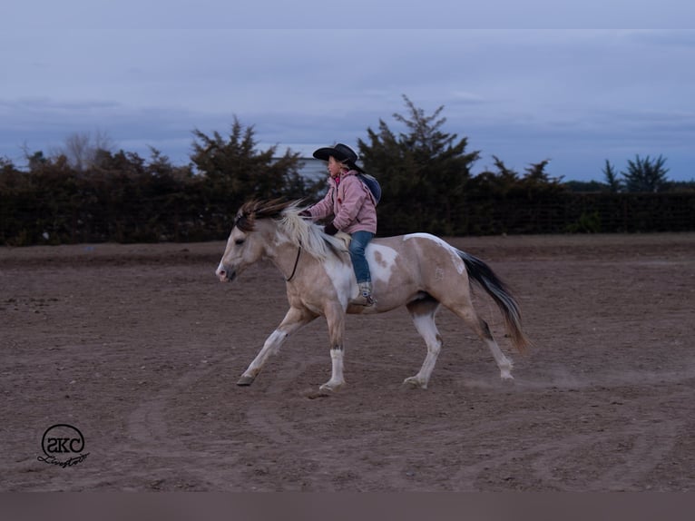 Meer ponys/kleine paarden Ruin 6 Jaar 130 cm Gevlekt-paard in Canyon
