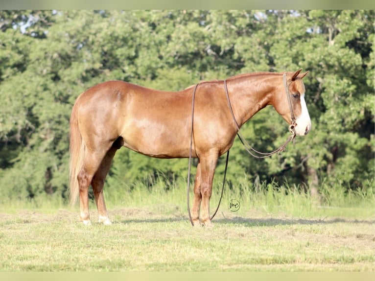 Meer ponys/kleine paarden Ruin 6 Jaar 132 cm Roodvos in De Kalb