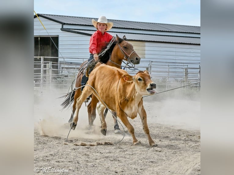 Meer ponys/kleine paarden Ruin 6 Jaar 135 cm Roodbruin in Rigby
