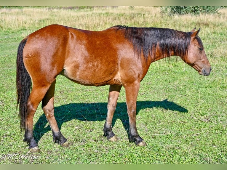 Meer ponys/kleine paarden Ruin 6 Jaar 135 cm Roodbruin in Rigby