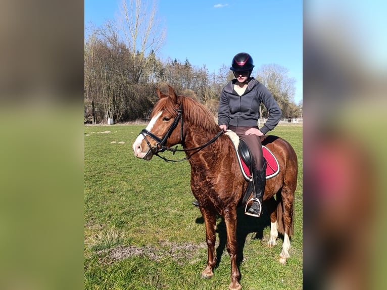 Meer ponys/kleine paarden Ruin 6 Jaar 138 cm Vos in Warstein