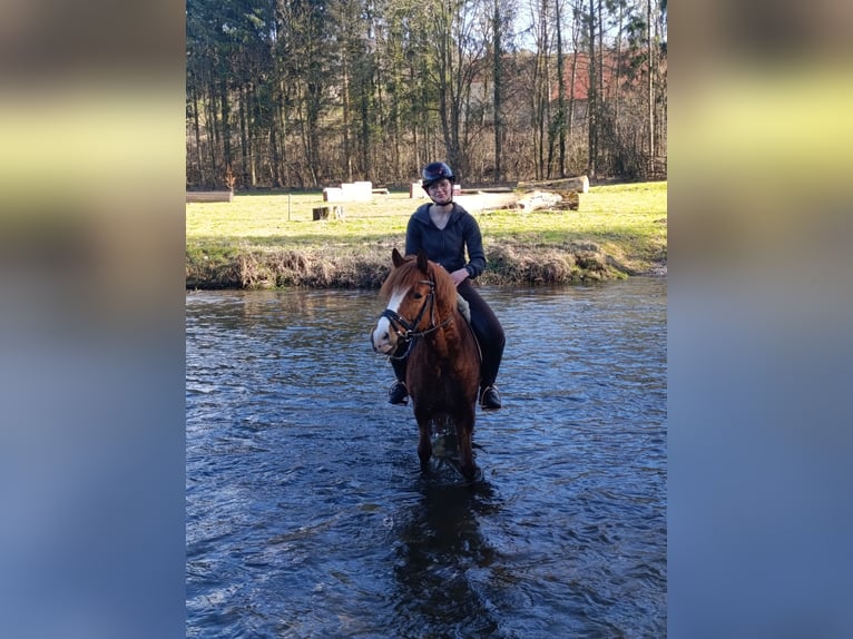 Meer ponys/kleine paarden Ruin 6 Jaar 138 cm Vos in Warstein
