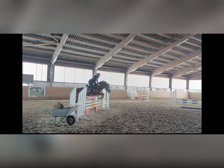 Meer ponys/kleine paarden Ruin 6 Jaar 138 cm Vos in Warstein