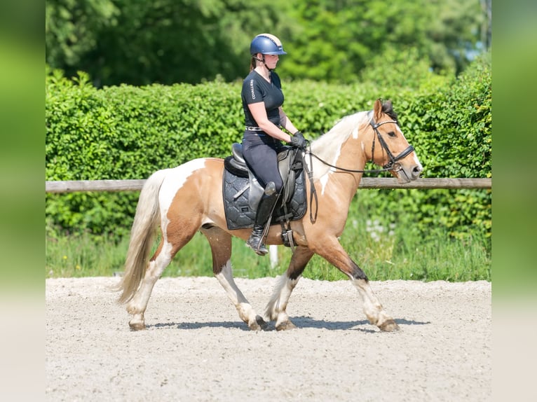 Meer ponys/kleine paarden Ruin 6 Jaar 140 cm Gevlekt-paard in Neustadt (Wied)