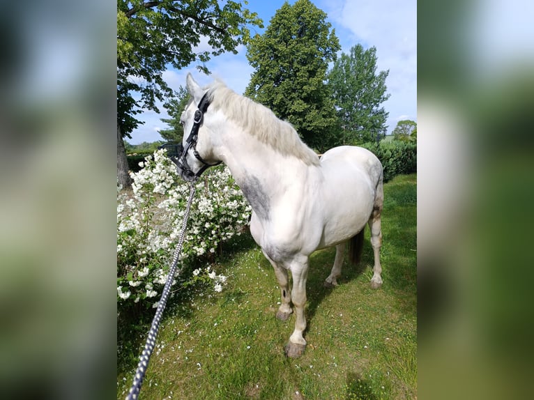 Meer ponys/kleine paarden Ruin 6 Jaar 140 cm Gevlekt-paard in Neu Gaarz