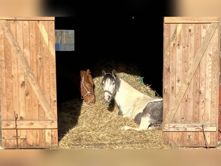 Meer ponys/kleine paarden Mix Ruin 6 Jaar 142 cm Gevlekt-paard in Barver
