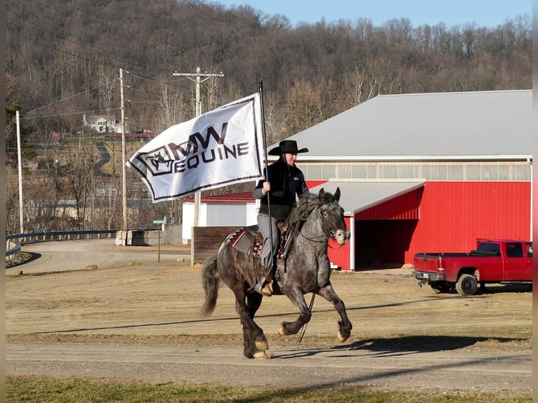Meer ponys/kleine paarden Mix Ruin 6 Jaar 142 cm Roan-Blue in Fresno