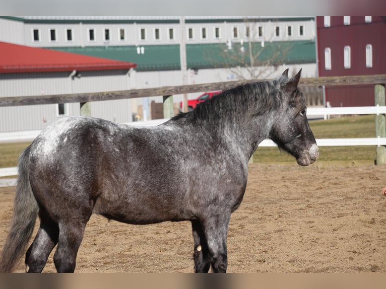 Meer ponys/kleine paarden Mix Ruin 6 Jaar 142 cm Roan-Blue in Fresno
