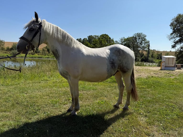 Meer ponys/kleine paarden Ruin 6 Jaar 143 cm Gevlekt-paard in Neu Gaarz