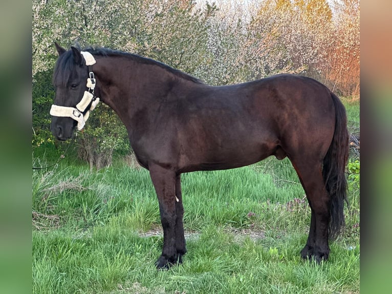 Meer ponys/kleine paarden Ruin 6 Jaar 143 cm Zwart in Békéscsaba