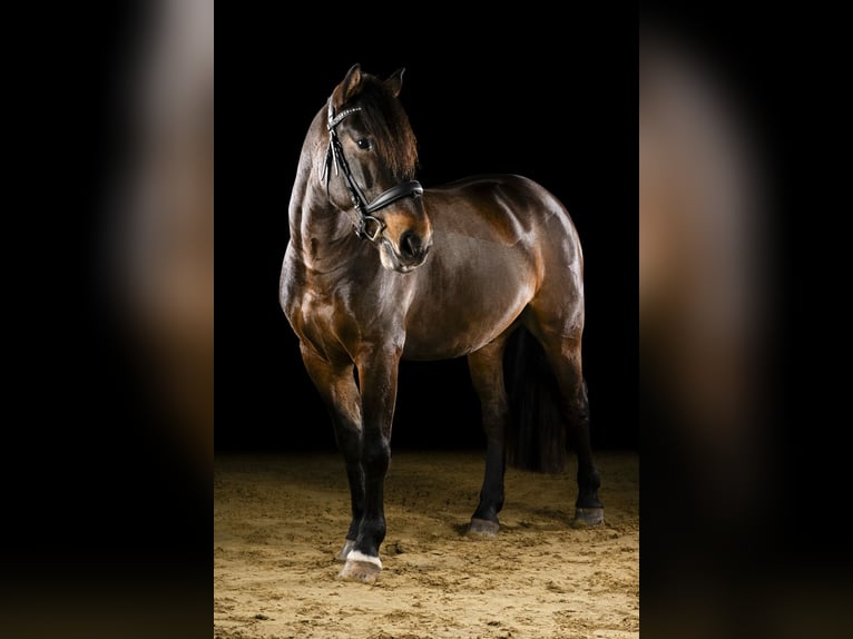 Meer ponys/kleine paarden Ruin 6 Jaar 144 cm Donkerbruin in Leichlingen