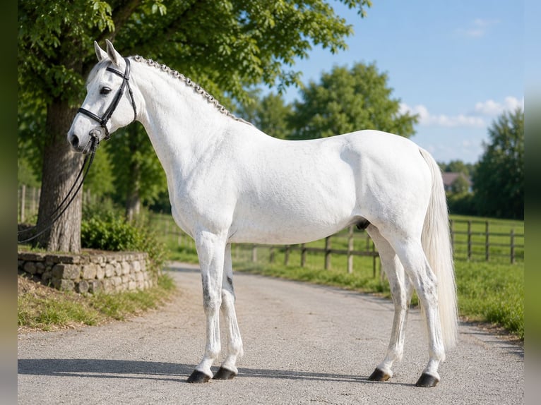 Meer ponys/kleine paarden Ruin 6 Jaar 145 cm Schimmel in Szarvas