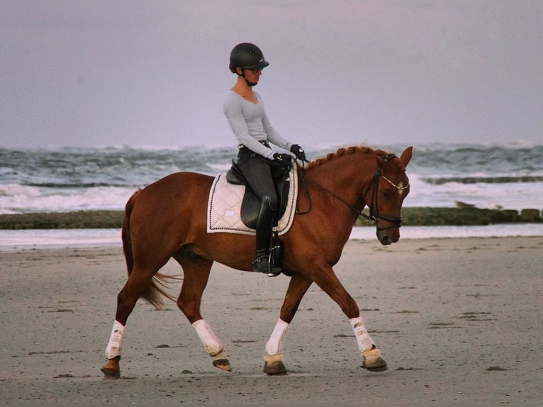 Meer ponys/kleine paarden Ruin 6 Jaar 145 cm Vos in Burgwedel