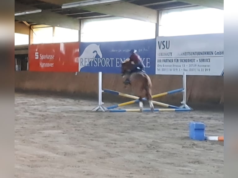 Meer ponys/kleine paarden Ruin 6 Jaar 145 cm Vos in Burgwedel