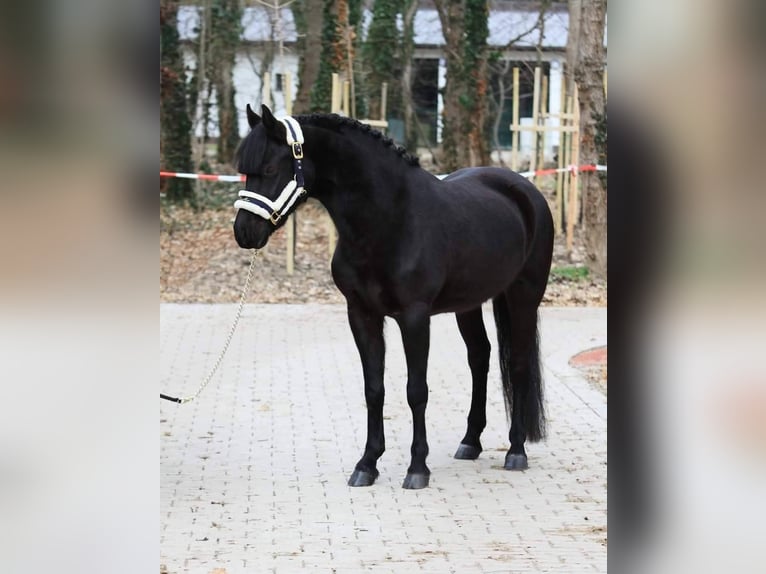 Meer ponys/kleine paarden Ruin 6 Jaar 145 cm Zwart in Budapest