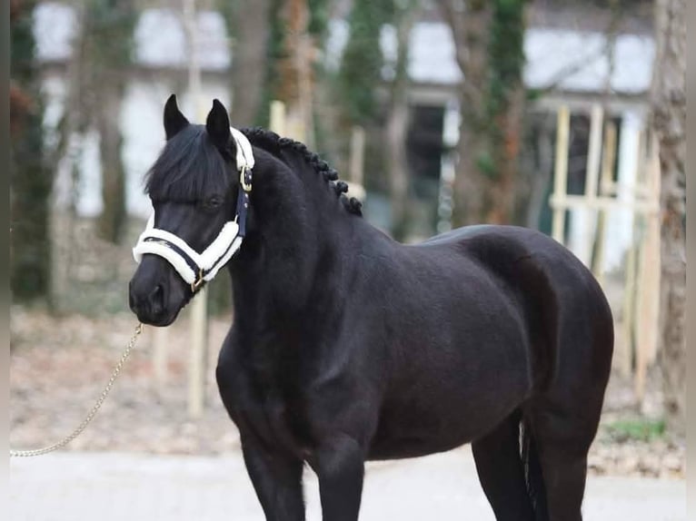 Meer ponys/kleine paarden Ruin 6 Jaar 145 cm Zwart in Budapest