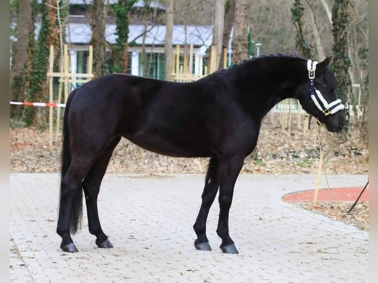 Meer ponys/kleine paarden Ruin 6 Jaar 145 cm Zwart in Budapest
