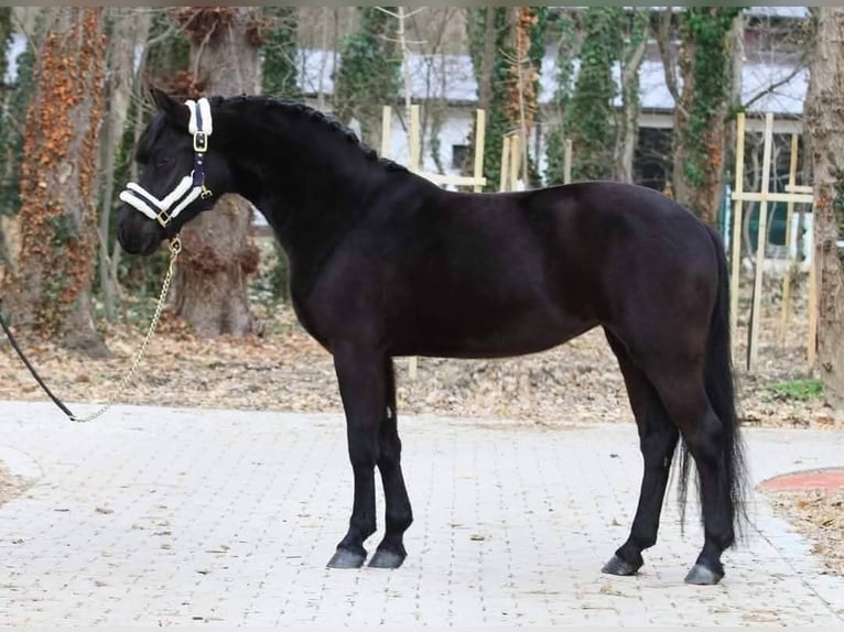 Meer ponys/kleine paarden Ruin 6 Jaar 145 cm Zwart in Budapest
